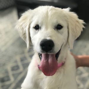 This is Molly - Lacey’s new cousin